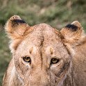 TZA ARU Ngorongoro 2016DEC26 Crater 068 : 2016, 2016 - African Adventures, Africa, Arusha, Crater, Date, December, Eastern, Month, Ngorongoro, Places, Tanzania, Trips, Year